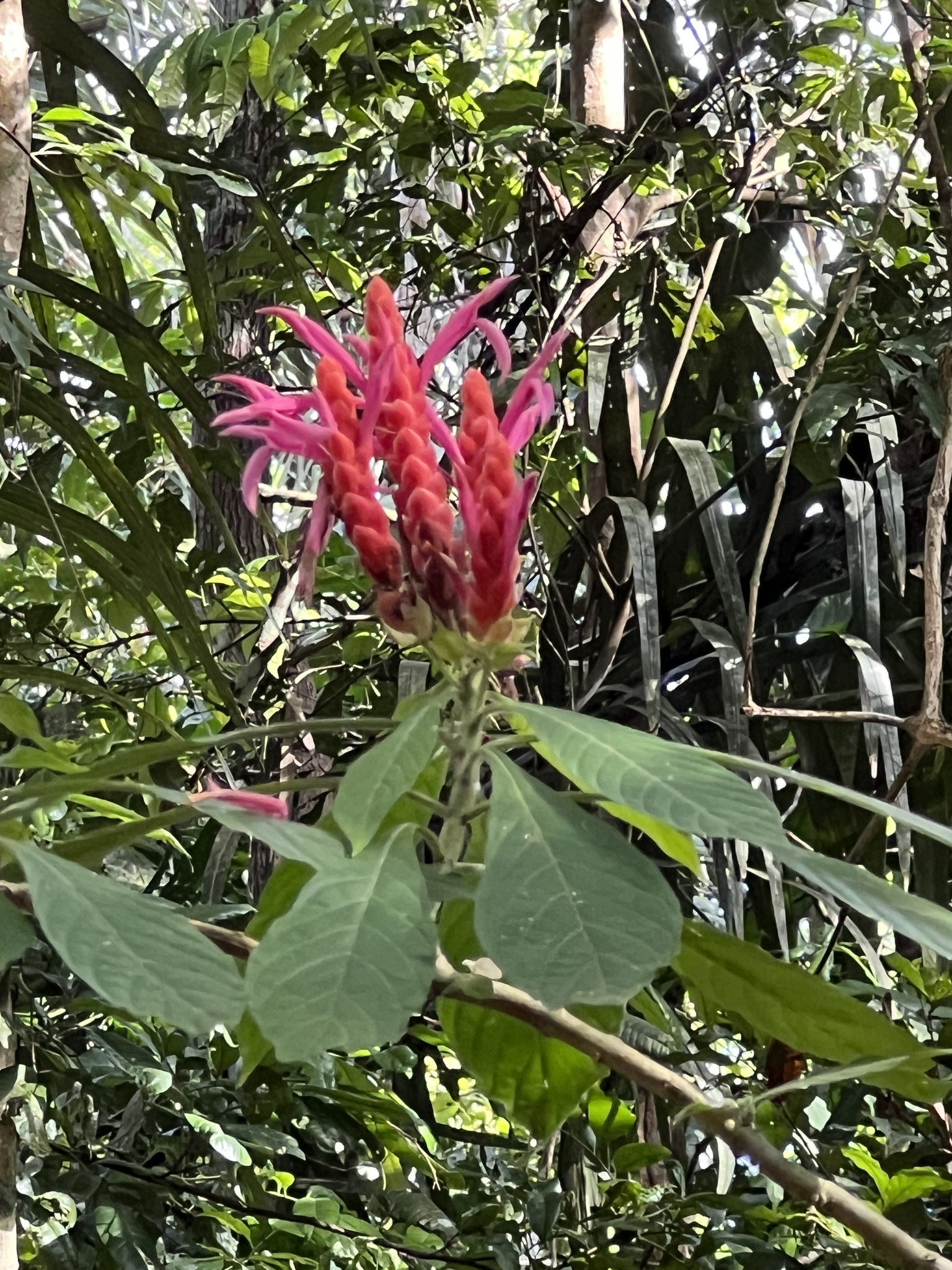 Imagem de Camarão-vermelho