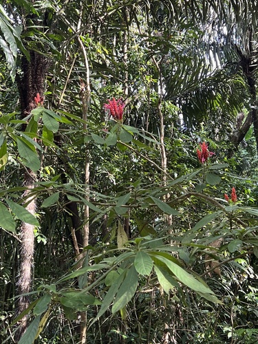 Foto de Camarão-vermelho