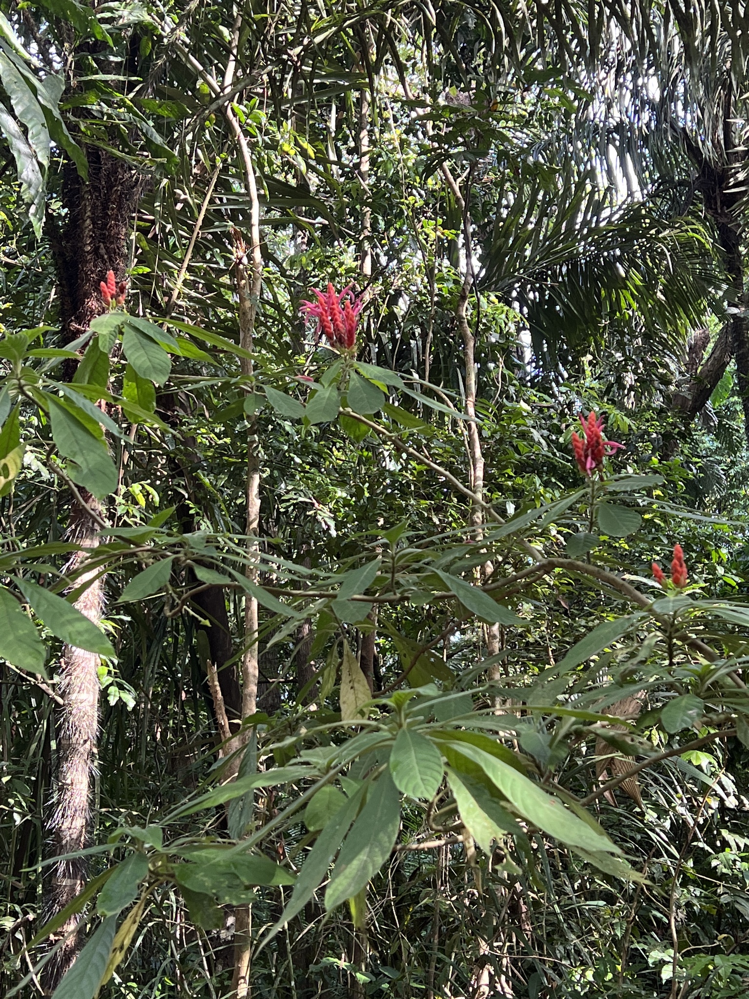 Imagem de Camarão-vermelho