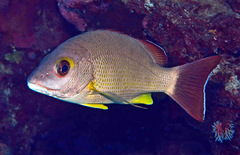 Lutjanus fulvus