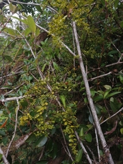 Lepidoceras chilense