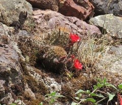 Lobivia hertrichiana