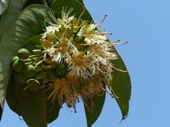 Duabanga grandiflora