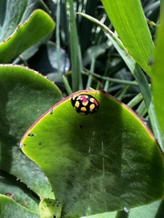 Cheilomenes sulphurea