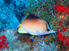 Prognathodes aculeatus