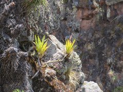 Tillandsia walteri