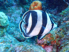 Chaetodon striatus