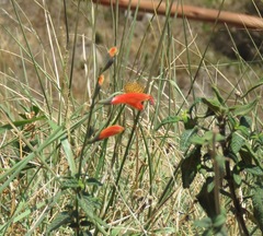 Salvia oppositiflora