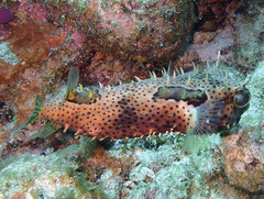 Chilomycterus antennatus