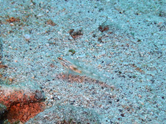Coryphopterus glaucofraenum