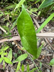 Passiflora megacoriacea