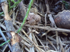 Scytodes globula