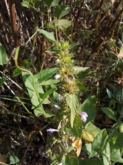 Galeopsis ladanum