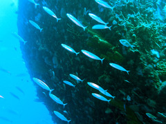 Decapterus macarellus
