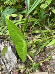 Passiflora megacoriacea