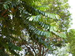 Duabanga grandiflora