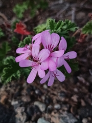 Pelargonium capitatum