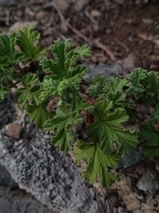 Pelargonium capitatum