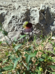 Macroptilium atropurpureum