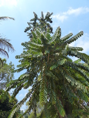 Duabanga grandiflora
