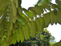 Duabanga grandiflora