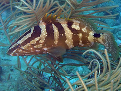 Epinephelus striatus