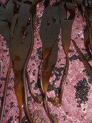 Laminaria digitata
