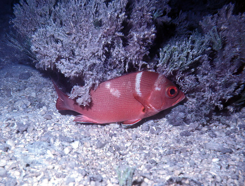 Humpback red snapper (Lutjanus gibbus) — Lutjanidae — 5