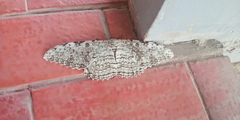 Thysania agrippina