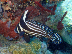 Eques punctatus