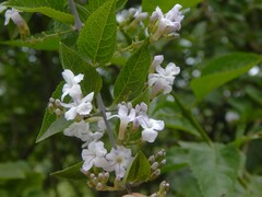 Duranta serratifolia