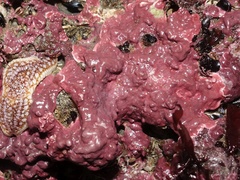 Lithophyllum incrustans