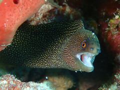 Gymnothorax miliaris