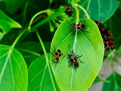 Oncopeltus nigriceps