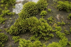 Nyholmiella obtusifolia