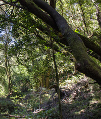 Laurus novocanariensis