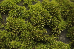 Nyholmiella obtusifolia