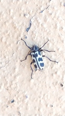 Astylus atromaculatus