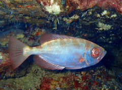 Heteropriacanthus cruentatus