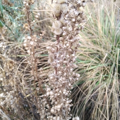 Lobelia fenestralis