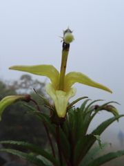 Siphocampylus giganteus