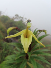 Siphocampylus giganteus