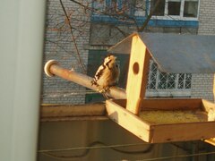 Dendrocopos syriacus