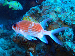 Holocentrus adscensionis