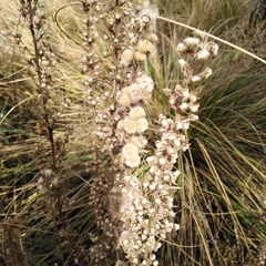 Lobelia fenestralis
