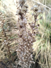 Lobelia fenestralis