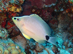 Hypoplectrus unicolor