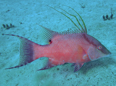 Lachnolaimus maximus