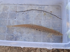 Cobitis taenia