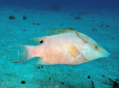 Lachnolaimus maximus